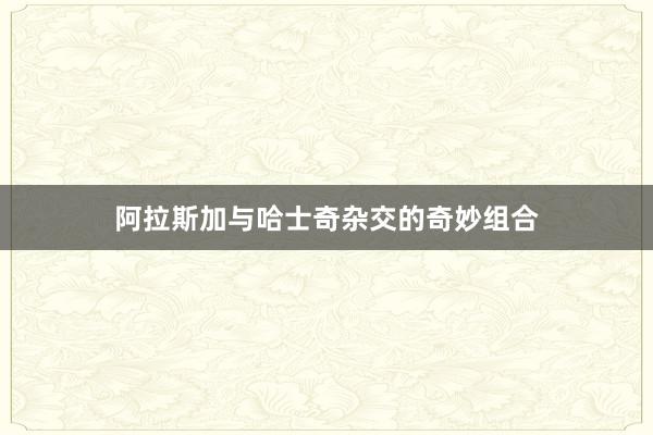 阿拉斯加与哈士奇杂交的奇妙组合